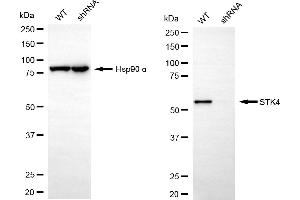 Western blotting analysis using STK4 antibody (ABIN7800314). (Recombinant STK4 anticorps)