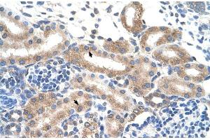 Human kidney (FAM174B anticorps  (N-Term))