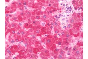 Anti-PUF60 antibody IHC staining of human liver. (PUF60 anticorps  (AA 346-523))