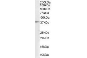 ABIN185396 (1µg/ml) staining of Human Kidney lysate (35µg protein in RIPA buffer).