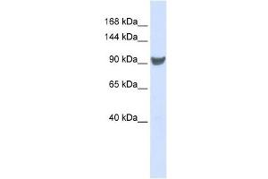 XPO1 antibody used at 1 ug/ml to detect target protein. (XPO1 anticorps)