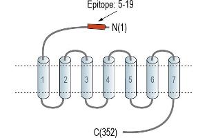 anti-G Protein-Coupled Receptor MRGX2 (MRGPRX2) (AA 5-19), (Extracellular), (N-Term) antibody