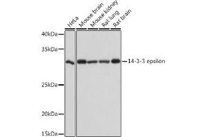 Western blot analysis of extracts of various cell lines, using 14-3-3 epsilon Rabbit mAb (ABIN7265309) at 1:1000 dilution. (YWHAE anticorps)