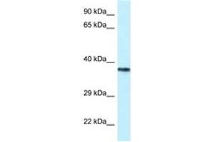 PSTPIP2 antibody  (AA 122-171)