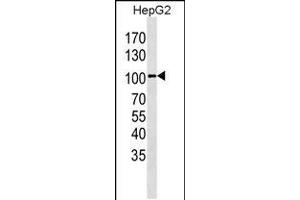 Western blot analysis in HepG2 cell line lysates (35ug/lane). (LGR5 anticorps  (AA 443-473))