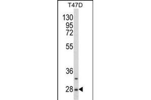 Western blot analysis of SNRPB Antibody (N-term R49) (ABIN650785 and ABIN2839557) in T47D cell line lysates (35 μg/lane).