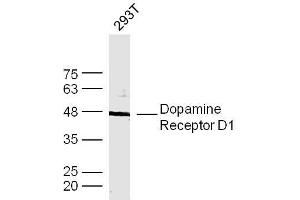 Human 293T cells probed with DRD1 Polyclonal Antibody, unconjugated  at 1:300 overnight at 4°C followed by a conjugated secondary antibody at 1:10000 for 90 minutes at 37°C. (Dopamine Receptor d1 anticorps  (AA 101-200))