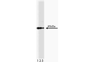 Western blot analysis of PI3-Kinase on a A431 lysate. (PIK3CA anticorps  (AA 562-724))