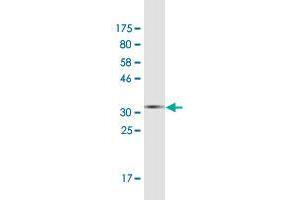 Western Blot detection against Immunogen (34.
