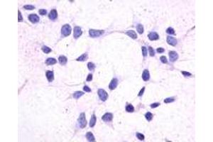 Anti-GPR44 / CRTH2 antibody immunocytochemistry (ICC) staining of untransfected HEK293 human embryonic kidney cells.