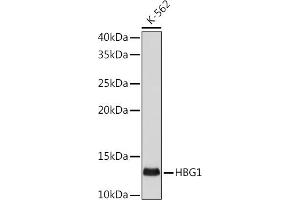 Western blot analysis of extracts of K-562 cells, using HBG1 antibody (ABIN1513161, ABIN3021038, ABIN3021039 and ABIN7101335) at 1:500 dilution. (HBG1/2 anticorps)