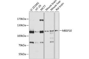 Western blot analysis of extracts of various cell lines, using MEGF10 antibody (ABIN6132185, ABIN6143719, ABIN6143720 and ABIN6214789) at 1:1000 dilution.