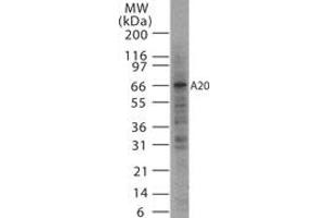 Image no. 1 for anti-Tumor Necrosis Factor, alpha-Induced Protein 3 (TNFAIP3) antibody (ABIN207992) (TNFAIP3 anticorps)