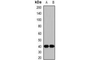 Western blot analysis of p47 expression in mouse brain (A), rat kidney (B) whole cell lysates.