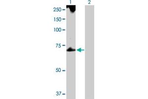 Western Blot analysis of TROVE2 expression in transfected 293T cell line by TROVE2 MaxPab polyclonal antibody. (TROVE2 anticorps  (AA 1-538))