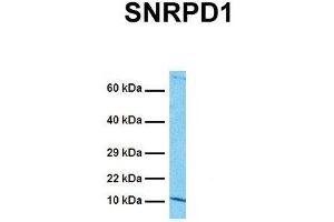 Host:  Rabbit  Target Name:  SNRPD1  Sample Tissue:  Human HepG2  Antibody Dilution:  1. (SNRPD1 anticorps  (N-Term))