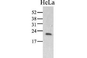 Image no. 1 for anti-Peptidylprolyl Isomerase C (Cyclophilin C) (PPIC) (AA 39-197) antibody (ABIN951768) (PPIC anticorps  (AA 39-197))