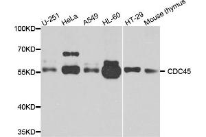 Western blot analysis of extracts of various cells, using cdc45 antibody. (CDC45 anticorps)