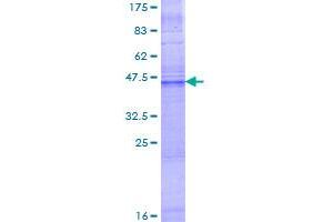 Image no. 1 for Gap Junction Protein, beta 2, 26kDa (GJB2) (AA 1-226) protein (GST tag) (ABIN1355142)