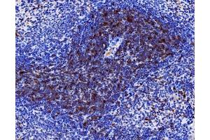 IHC analysis of Cd27 using anti-Cd27 antibody (ABIN7600813).