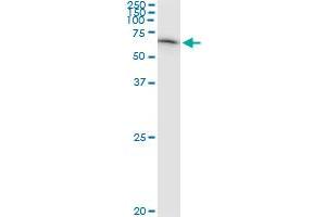 Immunoprecipitation of F11 transfected lysate using anti-F11 MaxPab rabbit polyclonal antibody and Protein A Magnetic Bead , and immunoblotted with F11 purified MaxPab mouse polyclonal antibody (B01P) .