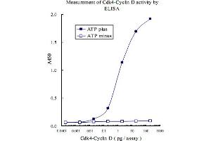 ELISA measurement of recombinant Cdk4-CyclinD kinase activity using RB1 (phospho S807) monoclonal antibody, clone 5H12 . (Retinoblastoma 1 anticorps  (pSer807))