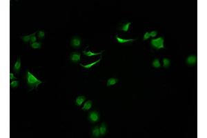 Immunofluorescence staining of A549 cells with ABIN7171053 at 1:100, counter-stained with DAPI.