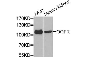 Western blot analysis of extracts of various cells, using OGFR antibody. (OGFR anticorps)