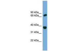Image no. 1 for anti-Protection of Telomeres 1 (POT1) (AA 251-300) antibody (ABIN6745247) (POT1 anticorps  (AA 251-300))
