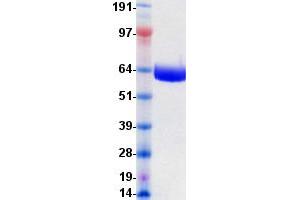 Validation with Western Blot