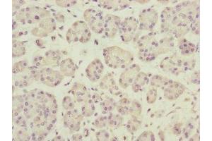 Immunohistochemistry of paraffin-embedded human pancreatic tissue using ABIN7150809 at dilution of 1:100 (DCTN3 anticorps  (AA 1-176))