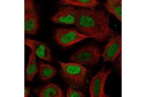Immunofluorescent staining of U-2 OS cells with RBM3 monoclonal antibody, clone CL0296  (Green) shows specific staining in the nucleoplasm. (RBM3 anticorps)