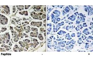 Immunohistochemistry analysis of paraffin-embedded human pancreas tissue using ATP5G2 polyclonal antibody . (ATP5G2 anticorps  (AA 1-50))