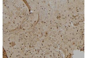 ABIN6277013 at 1/100 staining Mouse brain tissue by IHC-P. (IFI16 anticorps  (C-Term))