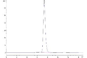 The purity of Mouse MDL-1/CLEC5A is greater than 95 % as determined by SEC-HPLC.