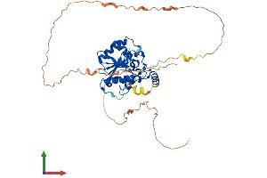 AlphaFold protein structure predicition of Mouse Recombinant Tdg Protein, UniprotID P56581