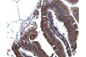 IHC-P Image Calnexin antibody [N3C2], Internal detects Calnexin protein at cytoplasm on mouse duodenum by immunohistochemical analysis. (Calnexin anticorps  (Internal Region))