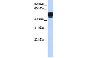 WB Suggested Anti-ZNF681 Antibody Titration:  0. (ZNF681 anticorps  (C-Term))