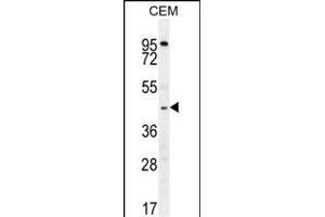 ZMYND10 Antibody (Center) (ABIN656033 and ABIN2845406) western blot analysis in CEM cell line lysates (35 μg/lane).