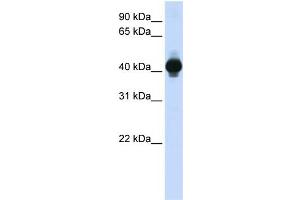 WB Suggested Anti-GPR18 Antibody Titration:  0. (GPR18 anticorps  (Middle Region))