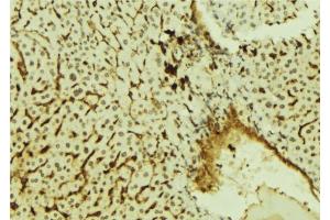 ABIN6278000 at 1/100 staining Mouse liver tissue by IHC-P. (KHDRBS1 anticorps  (C-Term))