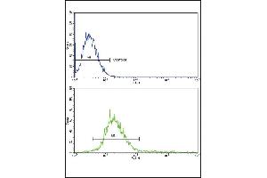 RECK Antibody (Center) (ABIN653207 and ABIN2842749) flow cytometric analysis of k562 cells (bottom histogram) compared to a negative control cell (top histogram).