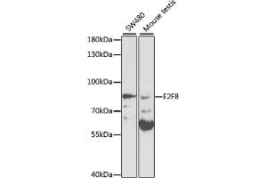 Western blot analysis of extracts of various cell lines, using E2F8 antibody (ABIN3021512, ABIN3021513, ABIN1512844 and ABIN6215172) at 1:1000 dilution. (E2F8 anticorps  (AA 1-240))