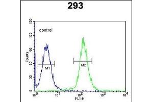 CDC45L Antibody (Center) (ABIN653837 and ABIN2843101) flow cytometric analysis of 293 cells (right histogram) compared to a negative control cell (left histogram).