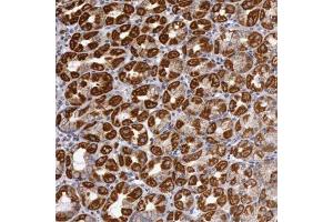 Immunohistochemical staining of human stomach with CYC1 polyclonal antibody  shows strong cytoplasmic positivity in parietal cells at 1:50-1:200 dilution. (Cytochrome C1 anticorps)