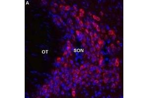 Expression of Melatonin receptor type 1B in rat supraoptic nucleus - Immunohistochemical staining of perfusion-fixed frozen brain sections using Anti-Melatonin Receptor 1B (MTNR1B) Antibody (ABIN7043327, ABIN7044601 and ABIN7044602), (1:600), (red). (Melatonin Receptor 1B anticorps  (AA 232-246))