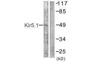 Western blot analysis of extracts from HeLa cells, using Kir5. (KIR5.1 anticorps)