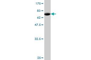 Western Blot detection against Immunogen (74. (ZNF70 anticorps  (AA 1-446))