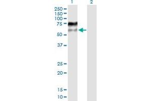 Western Blot analysis of MDM4 expression in transfected 293T cell line by MDM4 MaxPab polyclonal antibody. (MDM4-binding Protein anticorps  (AA 1-490))