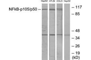 Western Blotting (WB) image for anti-Nuclear Factor of kappa Light Polypeptide Gene Enhancer in B-Cells 1 (NFKB1) (AA 874-923) antibody (ABIN2889037) (NFKB1 anticorps  (AA 874-923))